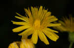 Smooth hawksbeard